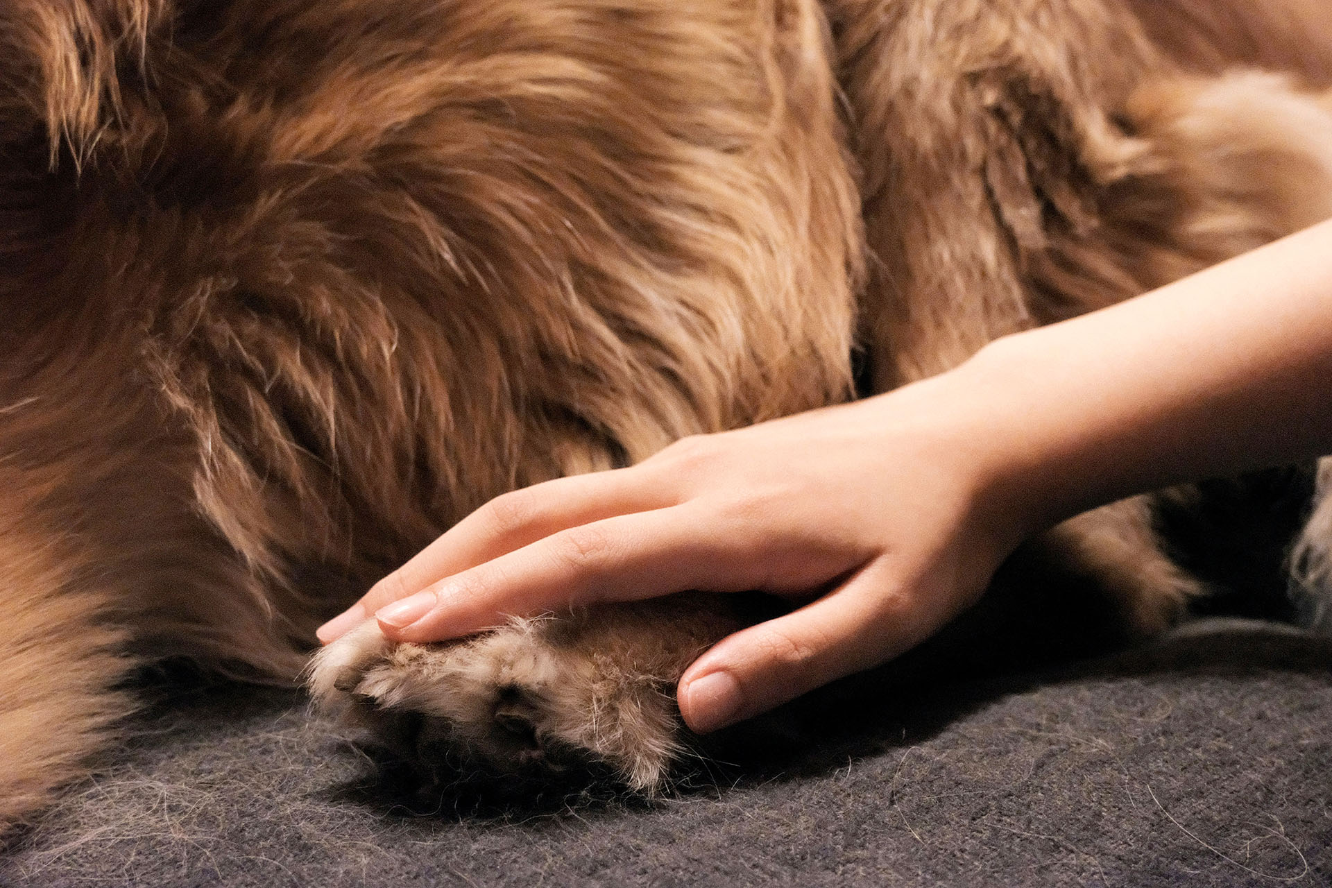 Hand resting on pet fur